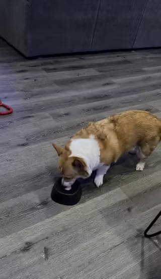 Mi cachorro de 5 meses lo ama