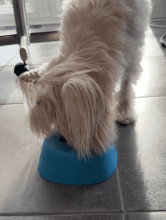 Mi perro viejo también lo disfruta