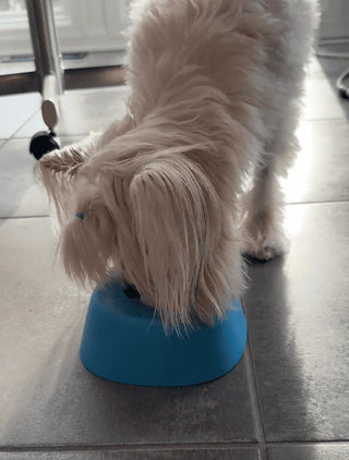Mi perro viejo también lo disfruta