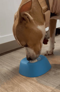 Tengo un Pitbull de 38 kg y no lo mueve