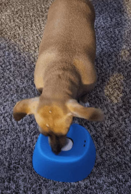 Lo llevo cuando vamos al veterinario