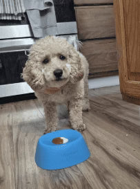Se lo regalé a mi mamá para su Poodle