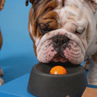 Camly Bowl™ Mental Estimulation